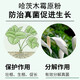2 billion Trichoderma harzianum microbial fertilizer for ginseng to prevent root rot, gray mold, powdery mildew, dead seedlings and rotten roots 5 billion content 50Jin Jin equals 0.5kg barreled
