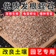 Vermiculite particle cuttings, rose perlite flower cultivation, special white vermiculite nutritious soil for turtle egg hatching, large and fleshy, fully carbonized, no impurities, rice husk charcoal 5 liters