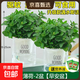 Lemon mint potted edible rosemary mint leaf seedlings mosquito repellent hydroponic flowers indoor green plants 2 pots medium pot mint (good morning pot) + 2 nutrient solution with pot