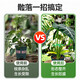 Monstera Pflanzenträger Pole Blume Phalaenopsis Fixed Green Plant Anti-Lost Gartenblütenstillkollektor [1 Set] einschließlich vier Größen