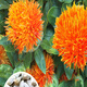 Meat manager Chinese herbal medicine safflower seeds saffron seeds Xinjiang grass safflower seeds pure new field planting seeds safflower seeds half Jin Jin is equal to 0.5 kg