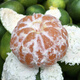 Yichang tangerine thin-skinned tangerine fresh fruit seasonal fruit for pregnant women 9Jin Jin is equal to 0.5 kg large fruit