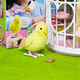 【7成新】mimiworld模拟宠物场景套装儿童模拟宠物玩具 学语小鹦鹉