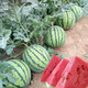 Dayu Lazy Man Watermelon Seed Seedlings Extra Large Suitable for Early Maturing Lazy People in the South 8424 Kirin Melon Meidu Seedless Fruits and Vegetables Meidu Watermelon Seeds 25 capsules