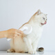 Small pin comb hair removal comb dog hair cat hair cleaner dog hair brush pet cleaner white