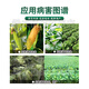 Guoguang Youlehong 8% amine fresh ester coloring increases root production, promotes cell division, preserves flowers and fruits, growth regulator 1000ml