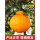 Fish in seven seconds Sichuan Wudaoyu Orange, Whole box of rakes oranges, 9Jin[Jin equals 0.5 kg] Extra large fruit single fruit 85-90MM