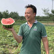 Zhongke Maohua melon and fruit seeds Zhongke Bingqilin watermelon seed improved 8424 Jingxin type replaces Meidu watermelon variety with crack resistance Zhongke Bingqilin 50 capsules/bag trial planting pack
