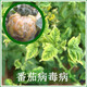 2% amino oligosaccharide vegetable fruit tree watermelon cucumber strawberry tomato yellow leaf disease virus disease pesticide fungicide Diange 20g*2 bottles
