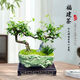 Fujian Tea Posse Plant Floating Branches Green Plantes intérieures Plante de pot Falai