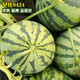 Changgong 8424 Rock Sugar Kirin Watermelon Seed Sweet King High Yield Kirin Lazy Man Seedless Giant Watermelon Four Seasons Fruit Seed Zaojia 8424 Watermelon 50g canned