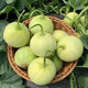 Shouhe melon seeds Shandong crispy Shouguang Boyang Dabaisha honey fruit sowing in winter and spring planting early maturing Fuji Tianbao melon seeds 2g