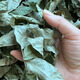 江西修水正宗野生青钱柳原叶茶清钱柳金钱柳茶中草药材养生茶 500年野生青钱柳原叶500克 500年正宗野生青钱柳原叶茶