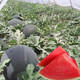 Dayu Lazy Man Watermelon Seed Seedlings Extra Large Suitable for Early Maturing Lazy People in the South 8424 Kirin Melon Meidu Seedless Fruits and Vegetables Black Skin Seedless Watermelon Seeds 20 + Pollination Seeds