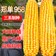 大田玉米种子郑单958饲料玉米种籽万盛68良玉99玉米种孑大全 京农科728玉米5000粒原装 红轴/