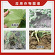 2 billion Trichoderma harzianum microbial fertilizer for ginseng to prevent root rot, gray mold, powdery mildew, dead seedlings and rotten roots 5 billion content 50Jin Jin equals 0.5kg barreled