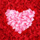 Jingtang Wedding Simulation Petals 600 Pieces Proposal Wedding Room Layout Petals Simulation Rose Petals Decoration Valentine's Day