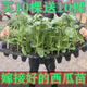8424 Authentic Grafted Seedlings with Soil and Seedless Midu Kirin Early Mature Seedlings Watermelon Seedlings Stone Melon Watermelon Seedlings Buy 8+2 Real Hair 10 Trees + Fertilizer