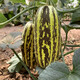Zhongke Maohua melon and fruit seeds Bomei 91 melon seeds flower skin green flesh peel high toughness Boyang series 91 type resistant to transportation Bomei 91 500 capsules/bag large-scale planting