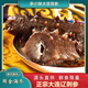 Ginseng Xiaomei Dalian Instant frische Meeresgurke 350 g*3 Beutel 1050 g Gesamt 21-30 Köpfe direkter Haare von der Quelle