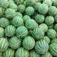 Zhongke Maohua melon and fruit seeds Zhongke Bingqilin watermelon seed improved 8424 Jingxin type replaces Meidu watermelon variety with crack resistance Zhongke Bingqilin 50 capsules/bag trial planting pack