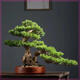 Buy one for two Yingke pine bonsai flowers indoor and outdoor four-season evergreen and cold-resistant pine pot green plants. The shopkeeper recommends 14-year-old seedlings. Two plants come in pots + fertilizer 30cm (inclusive) - 40cm (inclusive)