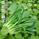全新鸡毛菜种子 四季播种抗热耐寒蔬菜种子小白菜籽小青菜籽 鸡毛菜种子-四季新品种发芽率90% 原装1包约1098粒【划算】