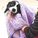 Hanhan Paradise pet towel dog bath towel cat absorbent towel drying towel cat Teddy Golden Retriever bath supplies blue