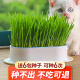 Crazy Master [6 bags] Cat Grass Seeds Cat Grass Potted Plant Set Cat Mint Hair Removal Balls Cat Snacks Teeth Grinding and Cleansing