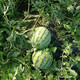 Zhongke Maohua melon and fruit seeds Zhongke Bingqilin watermelon seed improved 8424 Jingxin type replaces Meidu watermelon variety with crack resistance Zhongke Bingqilin 50 capsules/bag trial planting pack