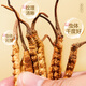 3.5 wild Cordyceps sinensis /g 30g about 105 Cordyceps sinensis gift box for leaders tonic