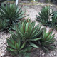Qiuying Agave Taki Lei