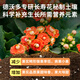Dewoduo longevity flower special nutrient soil 15L gardening green plant potted flower soil organic composite matrix planting soil