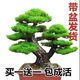 Buy one for two Yingke pine bonsai flowers indoor and outdoor four-season evergreen and cold-resistant pine pot green plants. The shopkeeper recommends 14-year-old seedlings. Two plants come in pots + fertilizer 30cm (inclusive) - 40cm (inclusive)