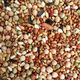 New pigeon food nutrition contains corn 10kg bird food homing pigeon white adult young pigeon ornamental pigeon corn-free pigeon food 20Jin Jin is equal to 0.5 kg
