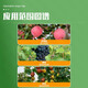 Baomeiling Gibberellin 920 Latte Art Grape Expansion Agent Adjusts Fruit Shape and Improves Fruit Set 2ml*1 Bag