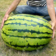 Long-cultivation lazy man watermelon seeds extra large seedless 8424 watermelon seedlings super sweet southern unicorn watermelon fruit and vegetable seeds lazy man watermelon seeds 200 hybrids