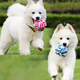 Hanhan Paradise Pet Dog Toy Cotton Rope Bite Resistant Interactive Training Screaming Chicken Dog Teething Supplies Interactive Set Supplies 5