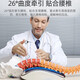 奥克斯（AUX）腰椎间盘腰部按摩器非腰间盘腰突出腰肌劳损理疗按摩仪坐骨神经腰疼腰背腰痛智能热敷矫正牵引神器 旗舰款【全部配置+脉冲】
