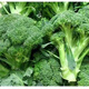 Broccoli seeds broccoli seeds loose cauliflower seeds cauliflower green cauliflower seeds four seasons vegetables original broccoli seeds 1 bag (about 300 pieces