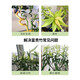 Devodo rich bamboo plant nutrient solution 500mL green plant potted flower fertilizer bamboo liquid fertilizer potted leaf fertilizer