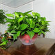 Maisangghe verde idiolus en maceta flores al por mayor y plantas eliminación de la sala de estar formaldehído