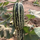 Zhongke Maohua vegetable and fruit seeds Bomei No. 9 melon seeds Huayang Boyang series Bomei 91 melon seeds 94 super sweet Bomei No. 9 50 capsules/bag trial planting pack
