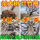 Cyclazinone tree killing powder, dead tree removal, big tree root rot agent, strong killing big tree special medicine, gardening fertilizer, dead tree, 1 barrel special type