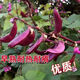 High-yielding purple lentils, purple eyebrow beans, red eyebrow bean seeds, balcony potted red Emei bean vegetables, easy to germinate in the field, purple eyebrow bean seeds, 2 packs of about 20 capsules