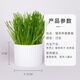 Huanpet.com cat grass potted seed set, lazy canned hydroponic soil culture, cat snacks, cat hair balls, catnip