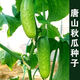 Tangshan Autumn Melon Seeds Fruit Cucumber Flower Melon Balcony Potted Plants for Four Seasons Field Use High-yielding Cucumber Vegetable Seeds Tangshan Autumn Melon Seeds Selection Two Packs About 100