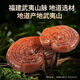 President Marke Breaking Wall Ganoderma Lucidum Spore Pulverkapseln Ganoderma lucidum spore pulver brechen wand ganoderma lucidum spore Old Style 1 Box 90 Kapseln im Juni 2025 abgelaufen
