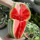 NONGZHIZI Sweet 4k watermelon seeds early maturing 4k potted plants 4k gift Ares 2k watermelon seedlings seeds early spring ruby watermelon seeds 20 capsules/small
