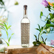 Delongbee Tequila Tequila Wein Tequila Weinbasis Mezcal Tequila Tequila Guerrero Tequila 750 ml 1 Flasche
